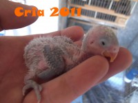 /album/agapornis/dscf1820-2-jpg/